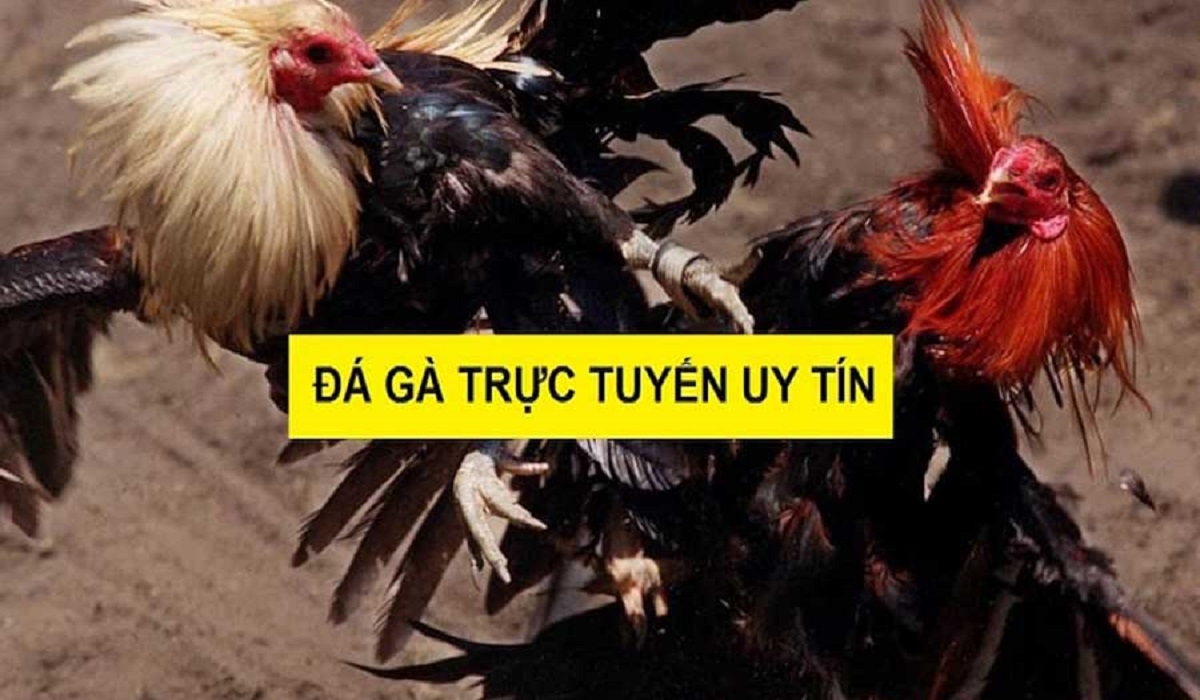 Tìm hiểu về các nhà cái và cách đặt cược